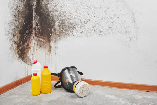 Best Mold Cleaning Services  in Huron, CA