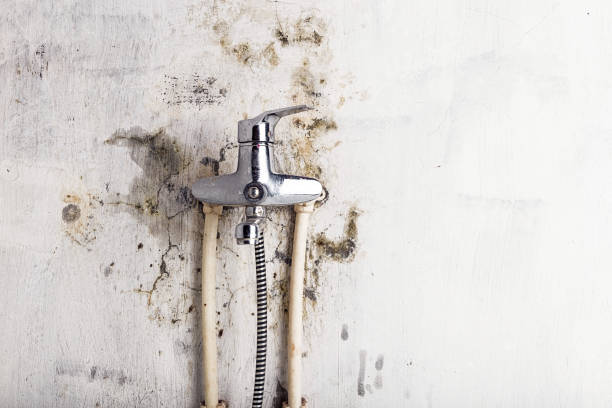 Best Mold Damage Repair  in Huron, CA