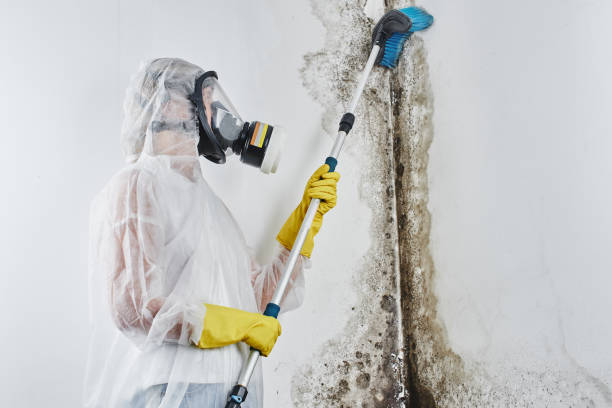 Mold Testing and Removal in Huron, CA
