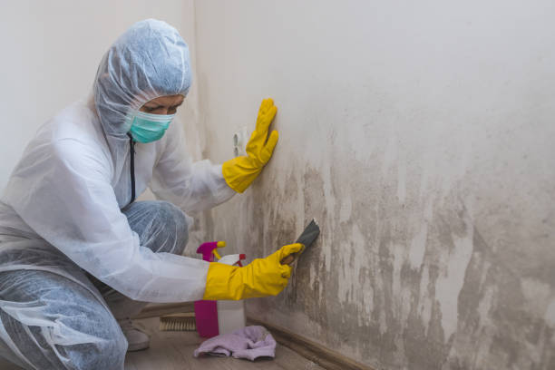 Best Mold Inspection  in Huron, CA
