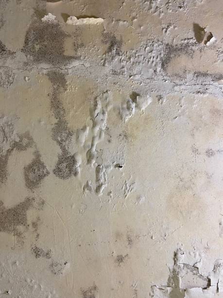 Best Toxic Mold Removal  in Huron, CA