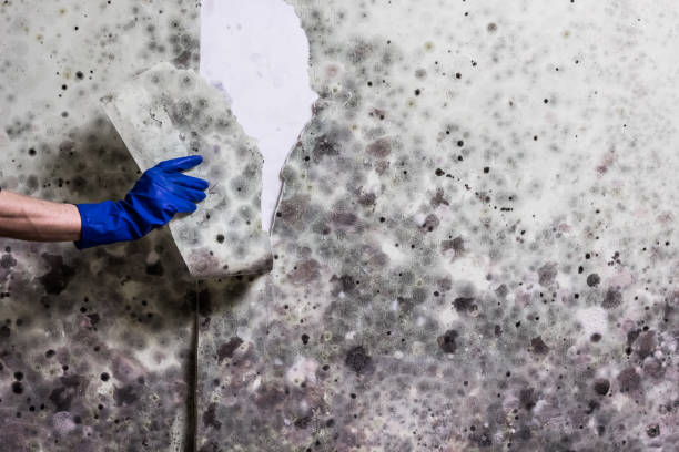 Best Same-Day Mold Removal  in Huron, CA